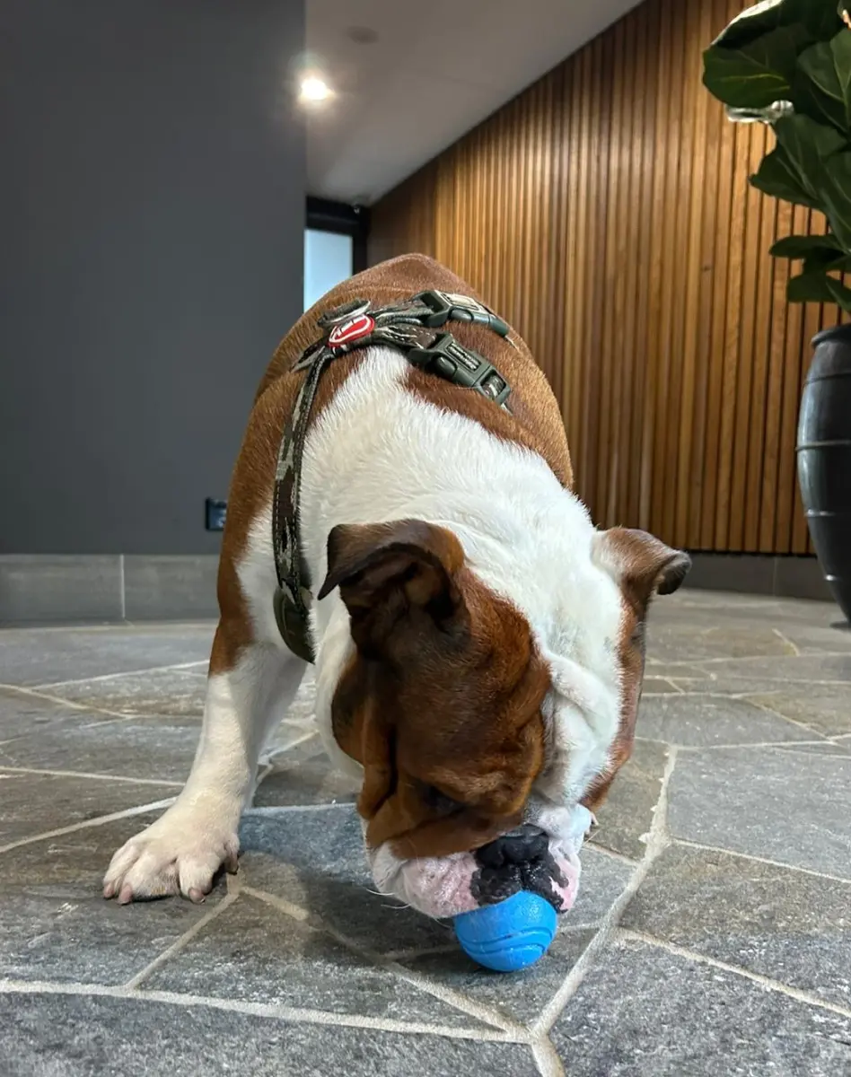 The Pawsome Ball